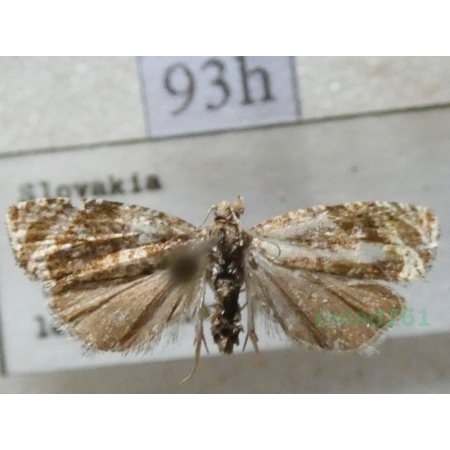 Celypha lacunana (Denis & Schiffermüller, 1775) Slovakia93h